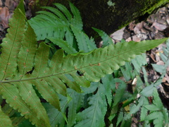 Pleocnemia irregularis