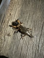 Gryllotalpa australis