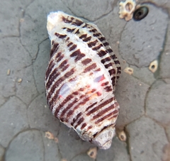 Acanthinucella spirata