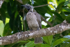 Philemon buceroides