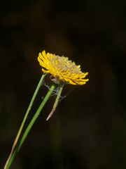 Cyperus proteus