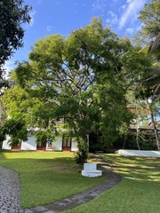 Bertholletia excelsa