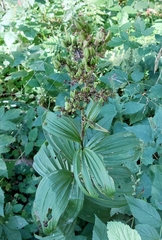 Veratrum album