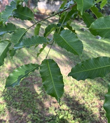 Bertholletia excelsa