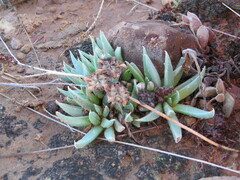 Bergeranthus katbergensis