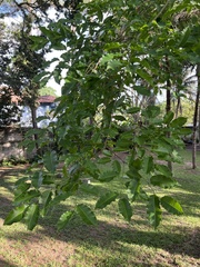 Bertholletia excelsa