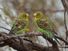 Melopsittacus undulatus