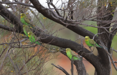 Melopsittacus undulatus