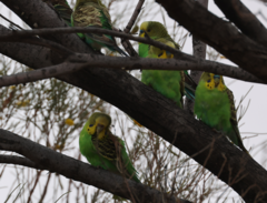 Melopsittacus undulatus