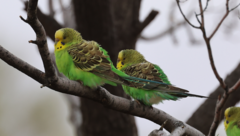 Melopsittacus undulatus