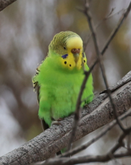 Melopsittacus undulatus