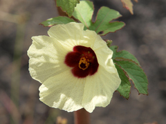 Hibiscus nigricaulis