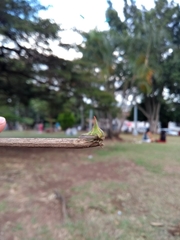 Umbonia crassicornis