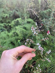 Leucopogon amplexicaulis