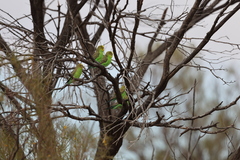 Melopsittacus undulatus