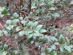 Ligustrum liukiuense