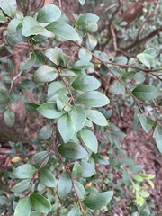 Ligustrum liukiuense