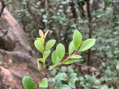 Ligustrum liukiuense