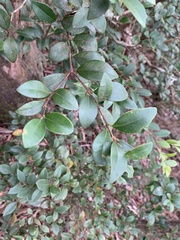 Ligustrum liukiuense