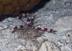 Stenopus hispidus