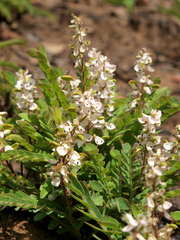 Cryptosepalum maraviense
