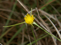 Cyperus proteus
