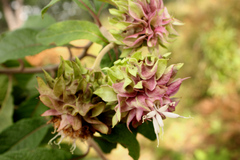 Baccharoides adoensis