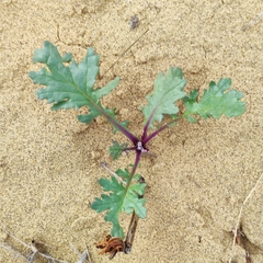 Jacobaea schischkiniana