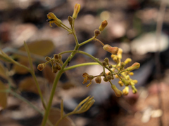 Triumfetta welwitschii