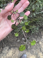 Coprosma arborea