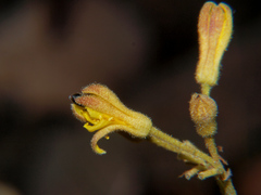 Triumfetta welwitschii