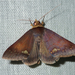 Plecoptera quaesita - Photo (c) matthewkwan, algunos derechos reservados (CC BY-ND), subido por matthewkwan