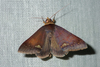 Plecoptera quaesita - Photo (c) matthewkwan, algunos derechos reservados (CC BY-ND), subido por matthewkwan