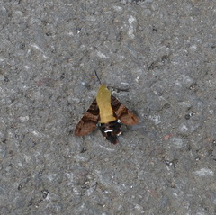 Macroglossum bombylans