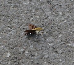 Macroglossum bombylans