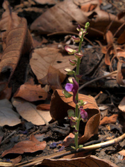Scutellaria schweinfurthii