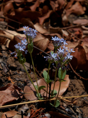 Pentanisia schweinfurthii