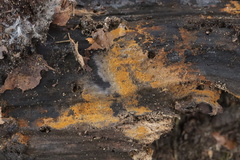 Tomentella bryophila