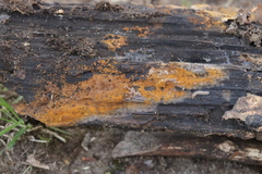 Tomentella bryophila