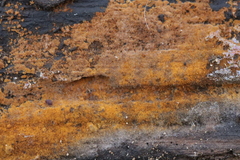 Tomentella bryophila