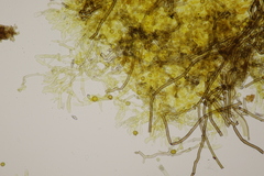 Tomentella bryophila