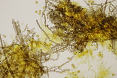 Tomentella bryophila