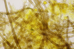 Tomentella bryophila