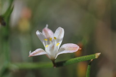 Corynotheca micrantha
