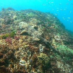 Orectolobus maculatus