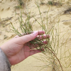 Eremosparton aphyllum