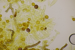 Tomentella bryophila