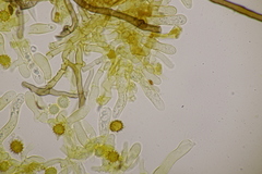 Tomentella bryophila
