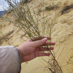 Eremosparton aphyllum