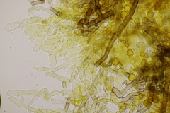 Tomentella bryophila